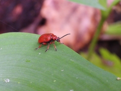 Lilioceris merdigera
