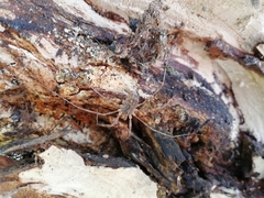 Opilioninae