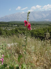 Alcea setosa