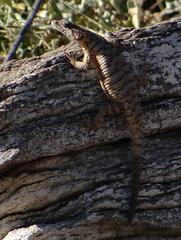 Karusasaurus jordani