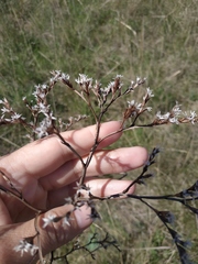 Goniolimon tataricum