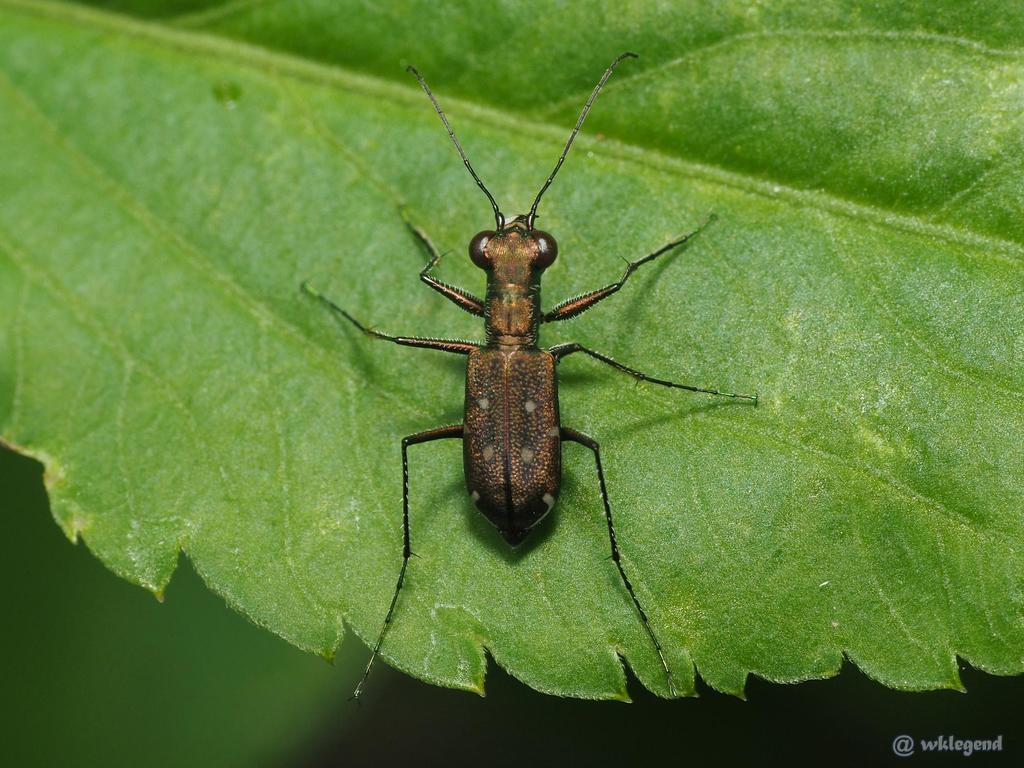 Cylindera kaleea from 香港 on May 20, 2022 at 12:36 PM by wklegend ...