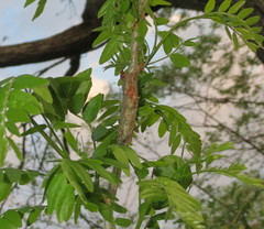 Neolasioptera brevis