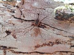 Opilioninae