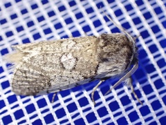 Gymnelema vinctus
