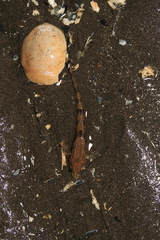 Odontopyxis trispinosa