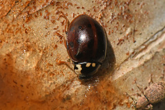 Anatis labiculata