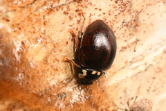 Anatis labiculata
