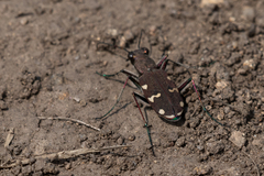Cicindela gemmata