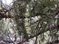 Pinus longaeva