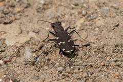 Cicindela gemmata