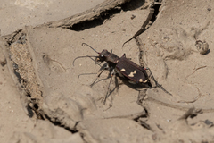 Cicindela gemmata