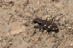 Cicindela gemmata