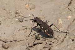 Cicindela gemmata