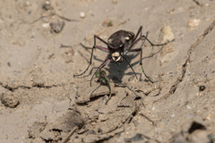 Cicindela gemmata