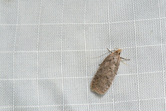 Dichomeris ventrellus