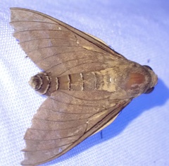Nephele comma