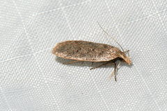 Dichomeris ventrellus