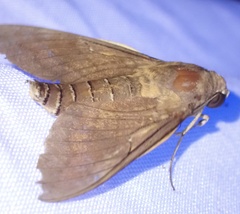 Nephele comma