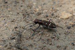 Cicindela gemmata