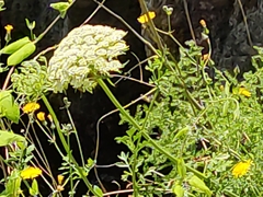 Daucus carota hispanicus