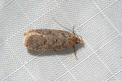 Dichomeris ventrellus