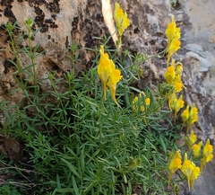 Linaria verticillata verticillata