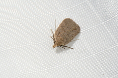 Dichomeris ventrellus