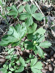 Anemonastrum baicalense