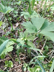 Anemonastrum baicalense