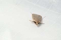 Dichomeris ventrellus