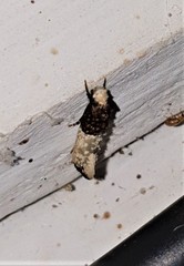Trichophaga tapetzella