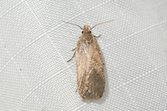 Dichomeris ventrellus