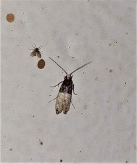 Trichophaga tapetzella