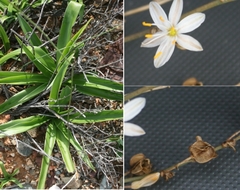 Chlorophytum comosum