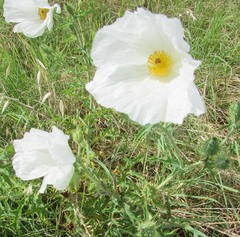 Argemone albiflora