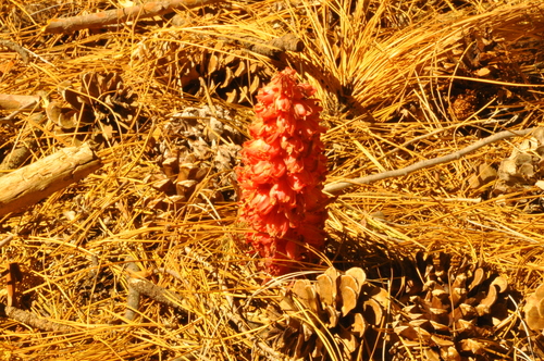 iNaturalist observation photo of Snowplant