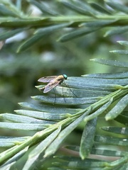 Chrysopilus cristatus