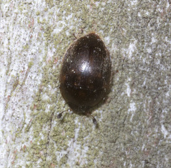 Amphicrossus ciliatus