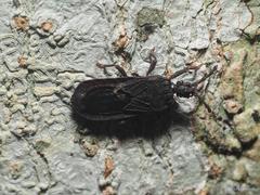 Brachyrhynchus membranaceus