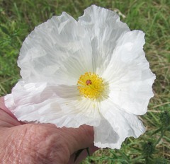Argemone albiflora