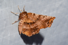 Selenia alciphearia