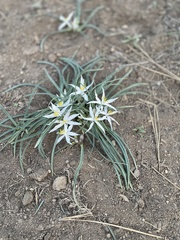 Leucocrinum montanum