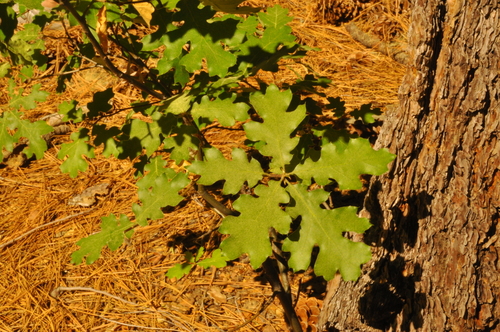 iNaturalist observation photo of California black oak