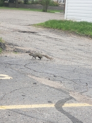 Sciurus carolinensis