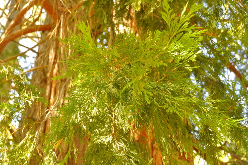 iNaturalist observation photo of California incense-cedar