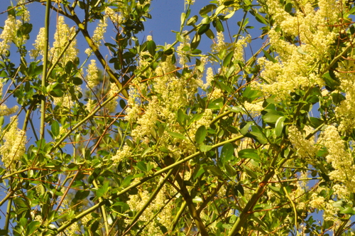 iNaturalist observation photo of Palmer ceanothus