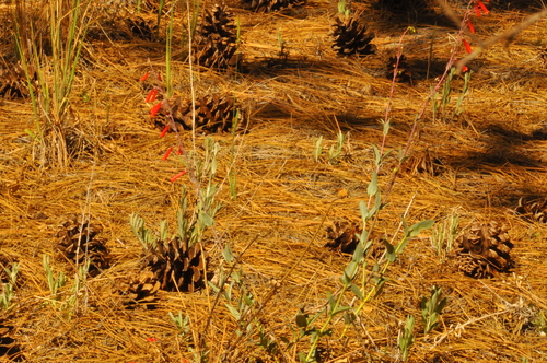 iNaturalist observation photo of scarlet bugler