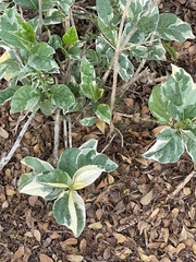 Pseuderanthemum carruthersii