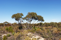 Eucalyptus leucoxylon stephaniae